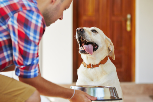 Avantages pour le trempage des fourrages séchés pour les chiens