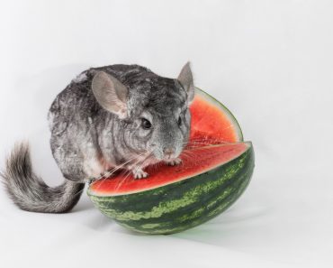 chinchilla alimentaire