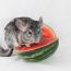 chinchilla alimentaire