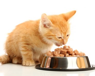 chats alimentation humide de la prise