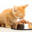 chats alimentation humide de la prise