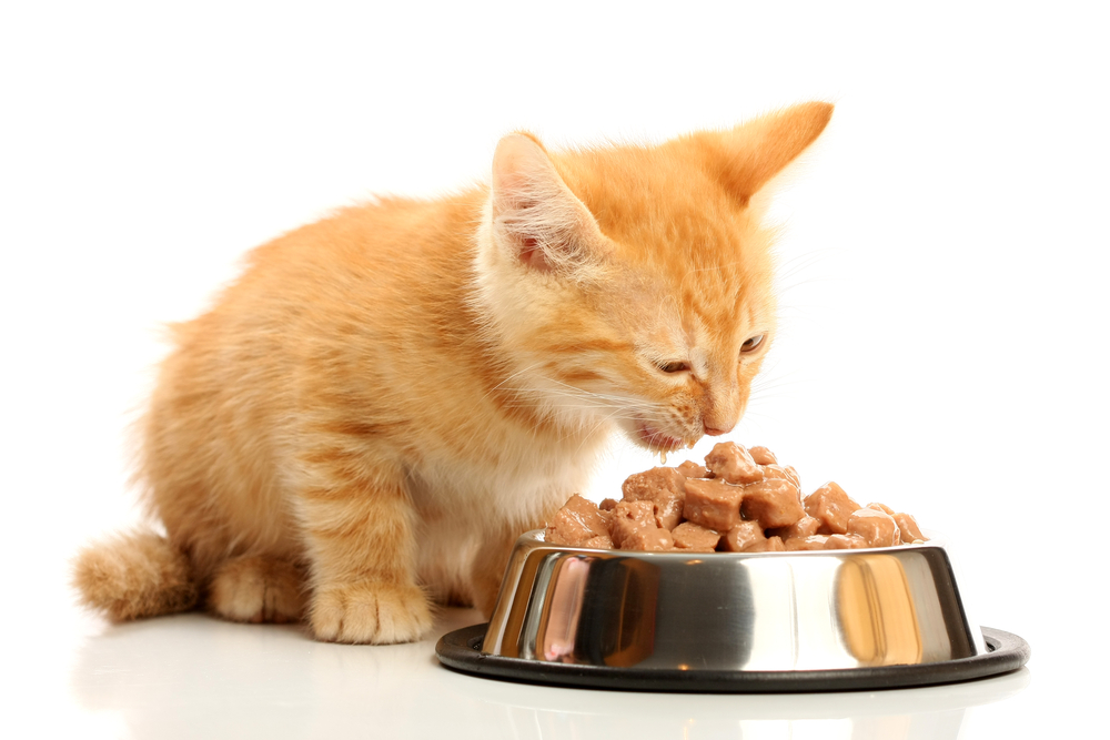 chats alimentation humide de la prise