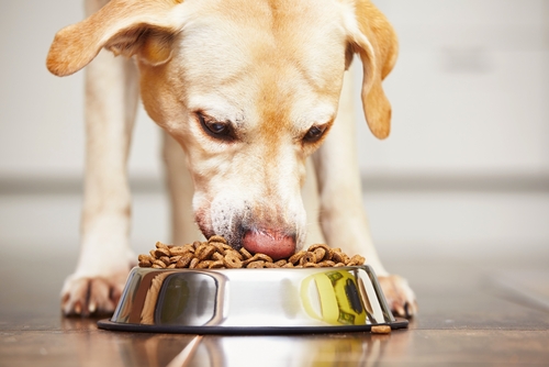 chien-à-manger des aliments pour chiens