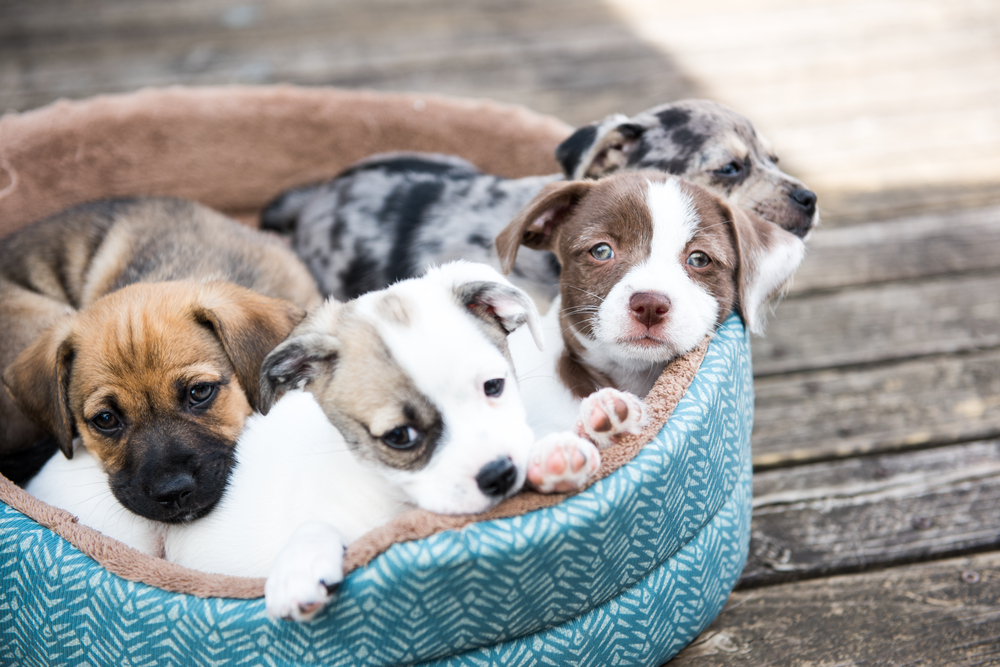 chiens, chiots, qui alimentation