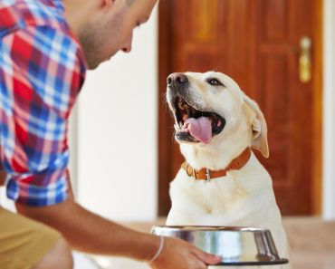 conserves dosage chien alimentaire