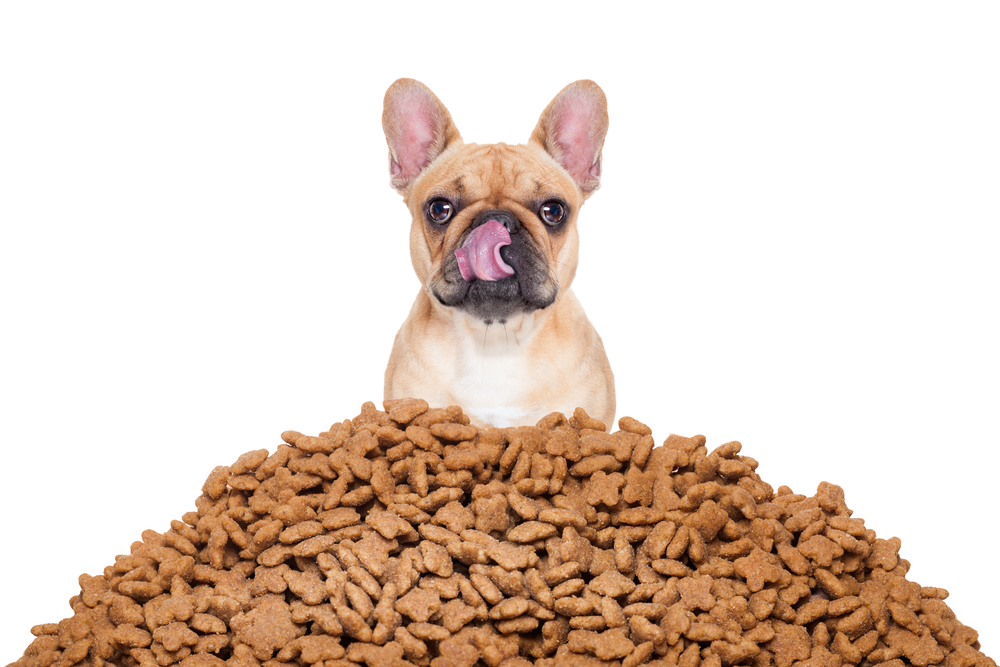nourriture sèche correctement magasin d'aliments pour chiens