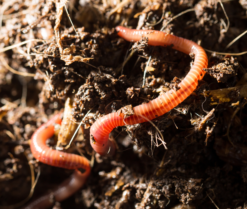 Tubifex les vers rouges