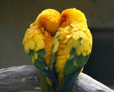 vitamines pour oiseau