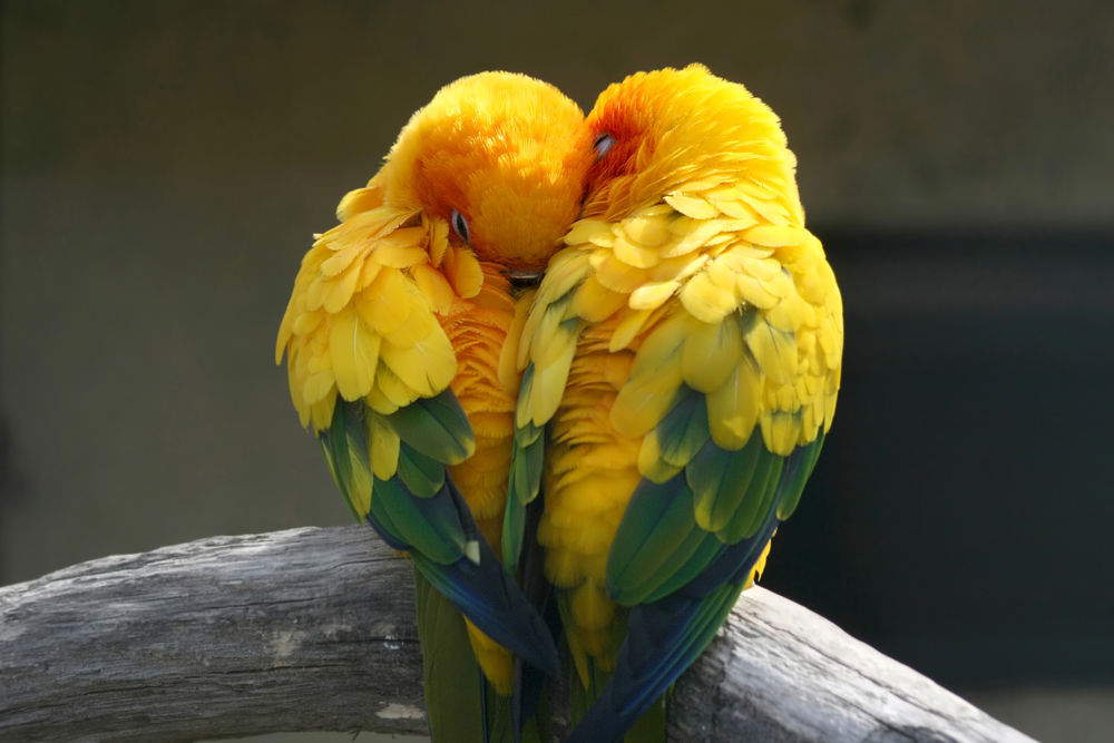 vitamines pour oiseau