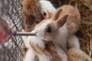 bouteille d'eau lapin