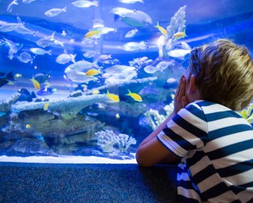 La bonne population de poissons pour un aquarium