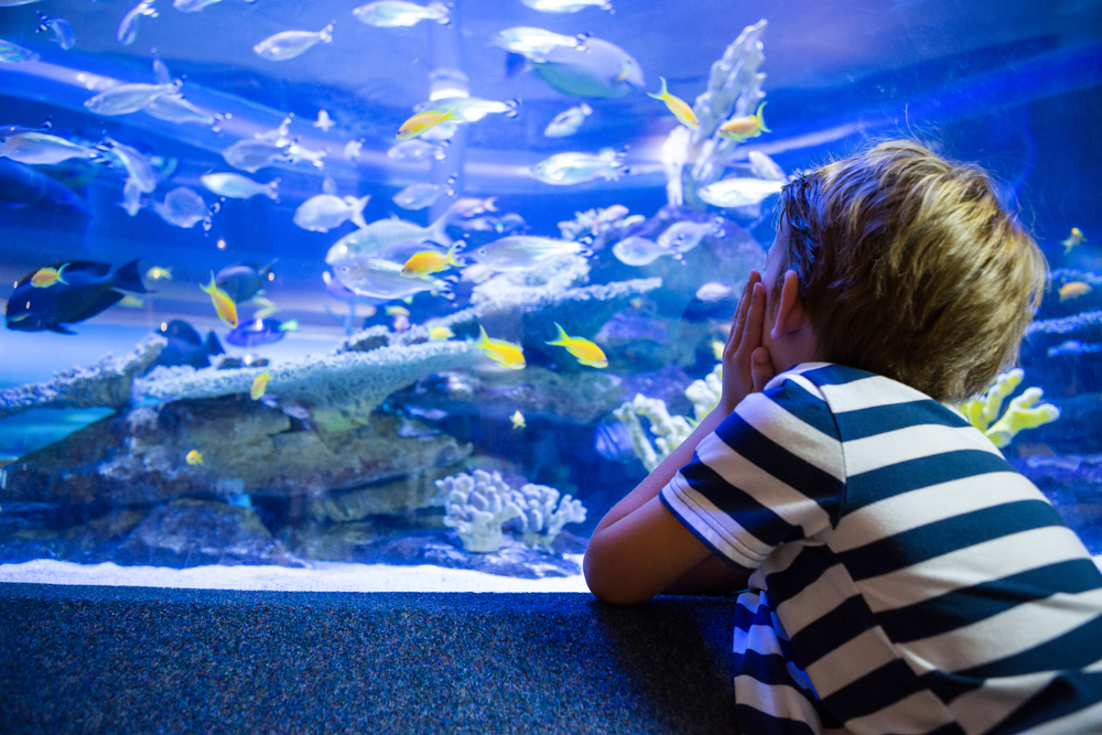 La bonne population de poissons pour un aquarium