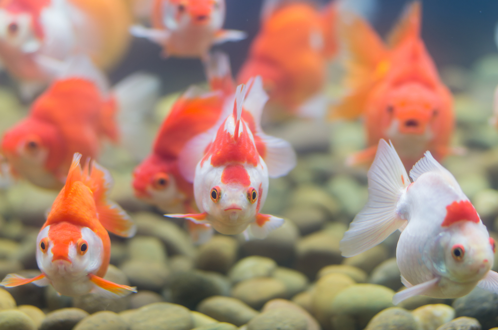 La bonne population de poissons pour un aquarium